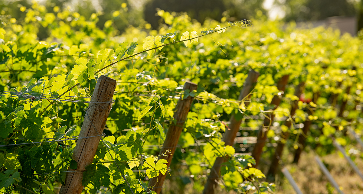 Closeup of grapes growing in a vineyard.